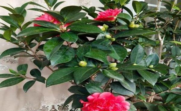 『克制』茶花扦插不成活?都是这事惹得祸,千万要忍耐克制