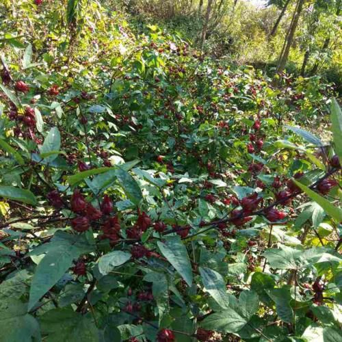  『泡茶』洛神花被称作“植物红宝石”，拿来泡茶酸甜爽口，老人孩子都喜欢