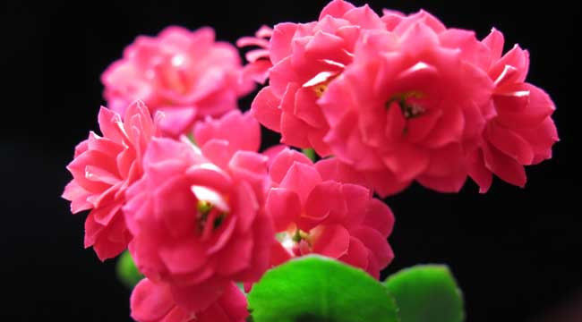  『液泡』家居养花:长寿花有毒吗?长寿花可以放卧室吗?