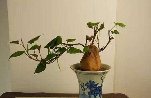  一大@“发芽”的红薯扔盆里，嗖嗖长满一大盆，叶子宽大好看又好吃！