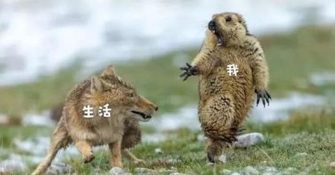 中国摄影师得国际大奖 看到这张照片的网友都笑了