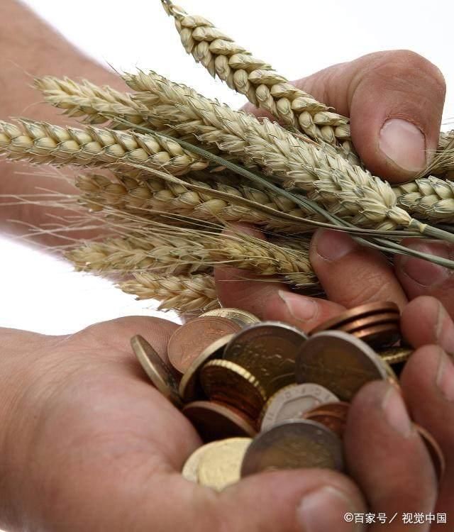 今日粮食价格:大豆和小麦稳中缓涨,玉米和水稻上涨潜力不大