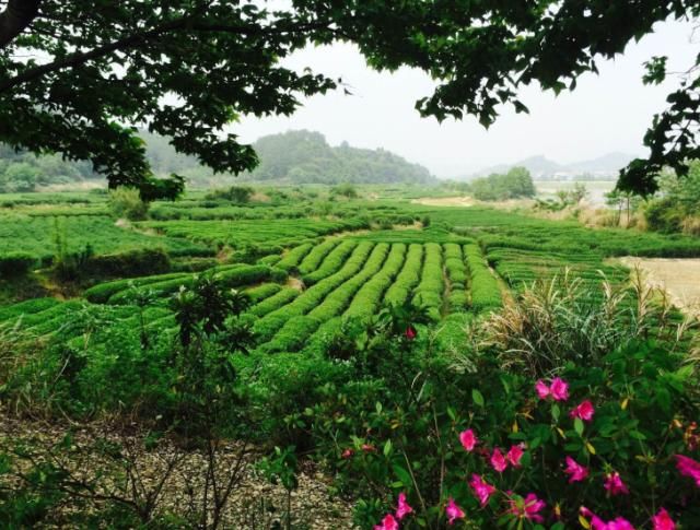  「堪比」我国这3棵树浑身是宝，树叶价值堪比黄金，最后一棵配有