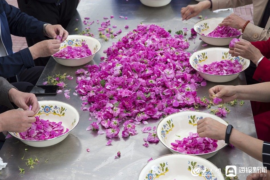  「济南」济南：游客体验制作平阴玫瑰鲜花饼