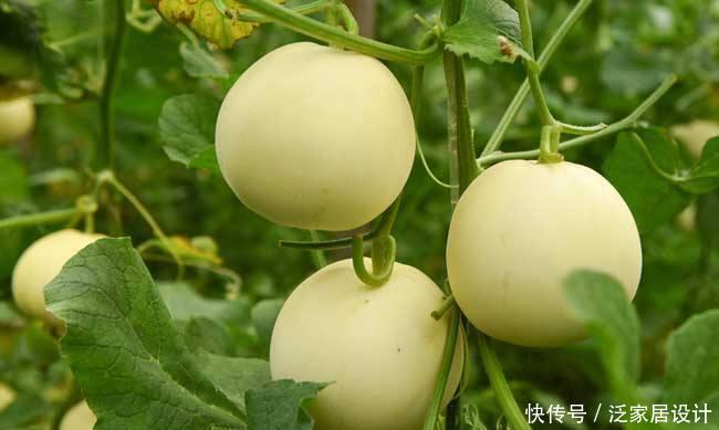 「自制」30年钓鱼大神分享:3种野钓鲤鱼自制饵料,鱼狂开口,瞬间爆户