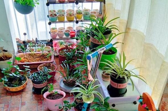  油烟机：生活中的垃圾,简单一处理来养花,让植物越长越旺!