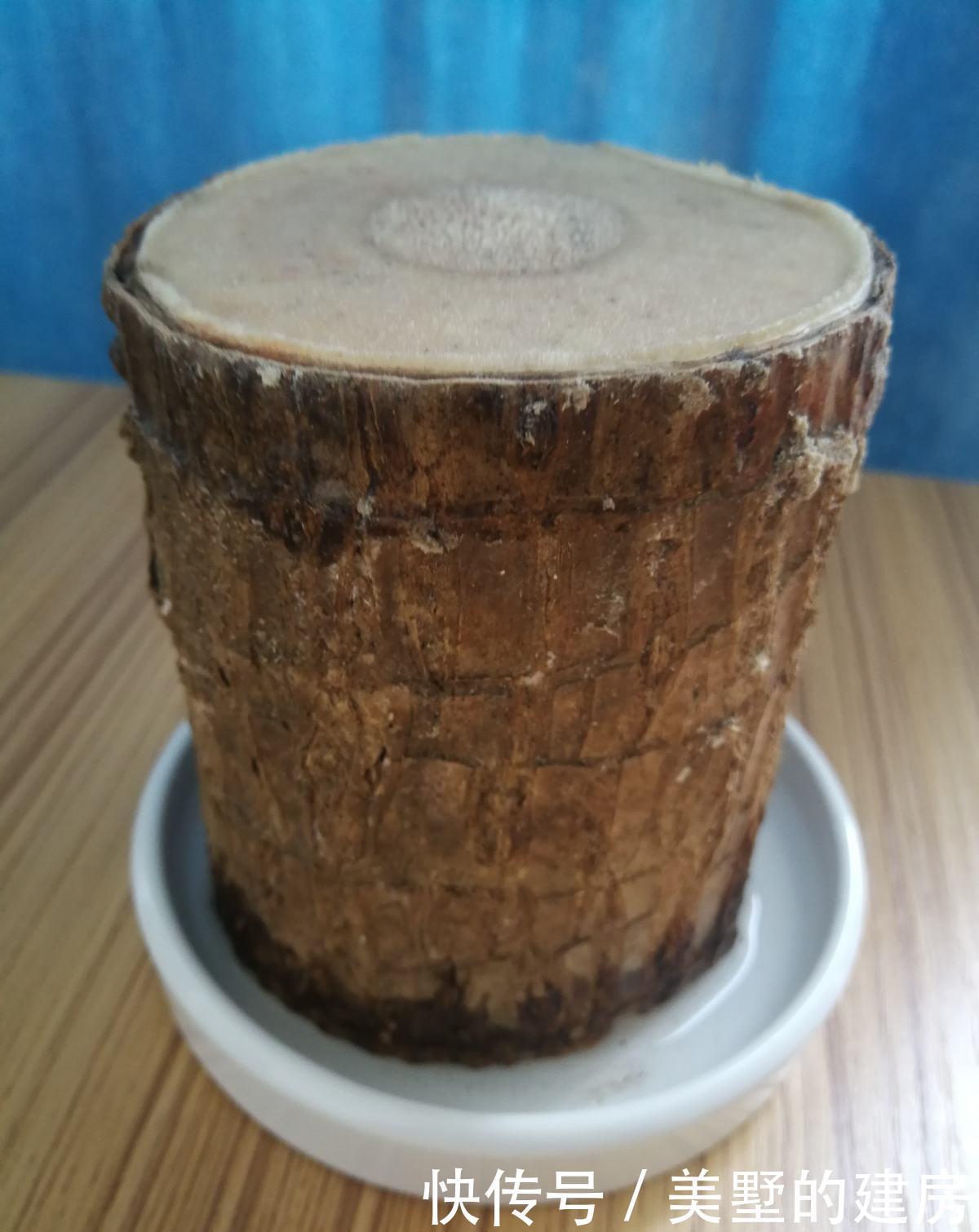 水培巴西木■2种花,长叶子之前像块烂木头,没想到半年叶子爬满墙