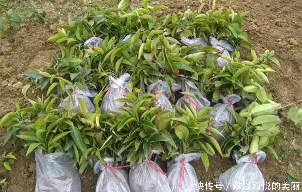  【农民】价格多年居高不下，如今80元一斤，却没人敢种，农民：