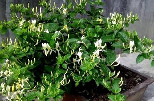  身体：养花不能只看美，这些植物有妙用，身体好处良多