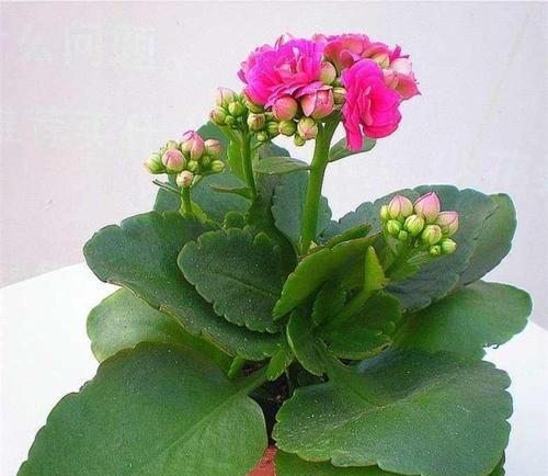 「植物」只需“2个”小动作,长寿花花苞再多一倍,枝芽呼呼“冒不停”