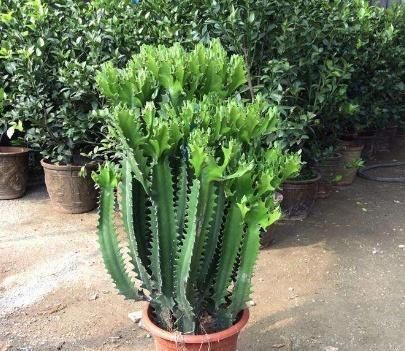  『全家』“甲醇、甲醛”怕2种植物，家里养一盆，呼吸舒畅，全家都健康