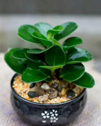 新宠|家居新宠豆瓣绿养护“小技巧”,家里养一盆,枝叶浓密又碧绿