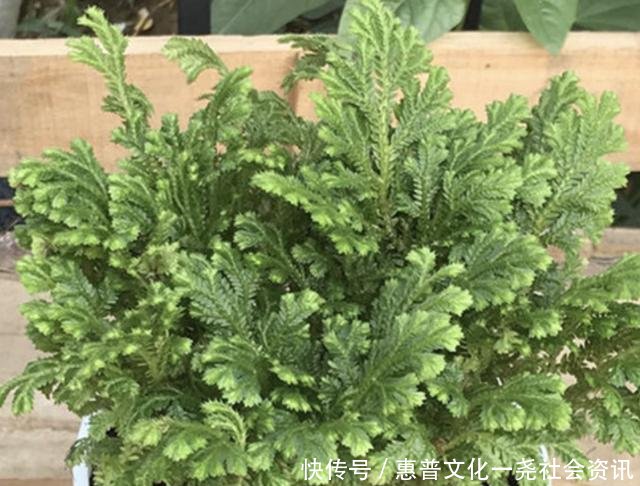 种植物■石缝里看到“它”,别去踩,挖2棵种花盆上,1年成“盆景”,美!