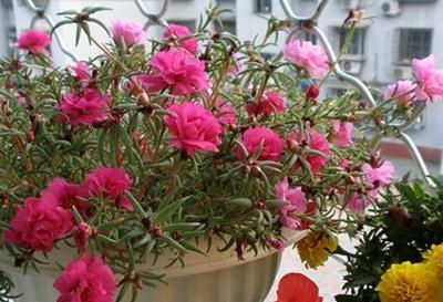  『不停』用好掐字诀，太阳花持续爆满盆，花开不停