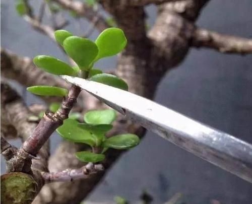  [变得]给玉树做个“整容手术”，变得又肥又嫩，发财树都没有这么美！