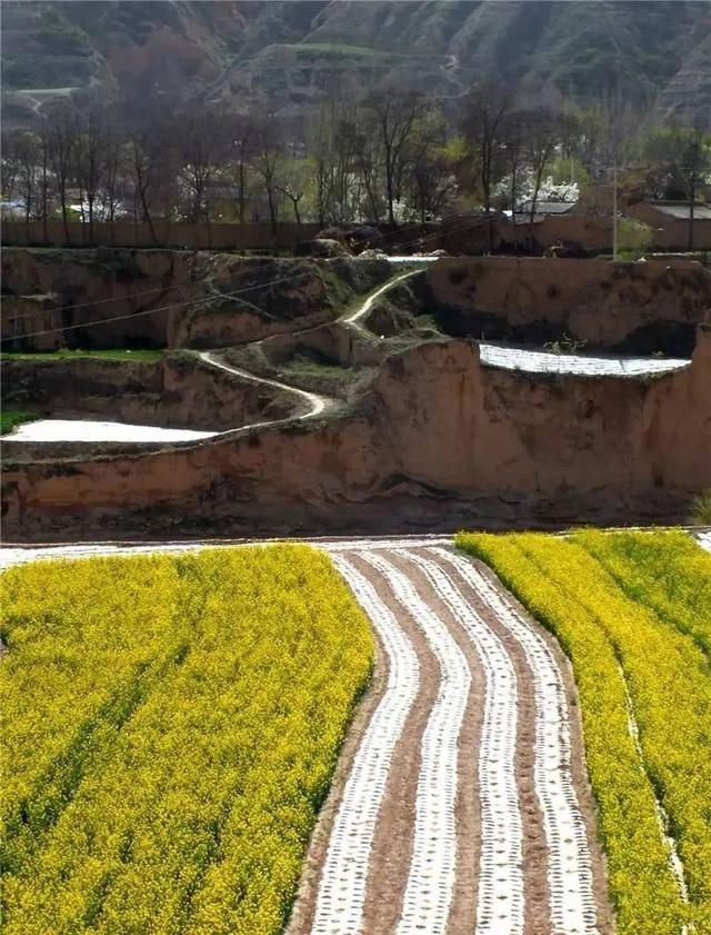 『雨生』雨生百谷,花开百福,陇西的油菜花开了……