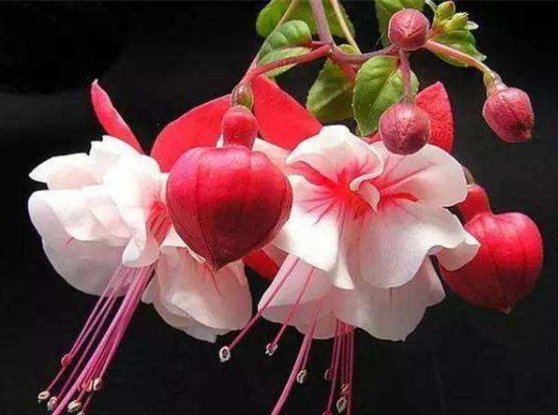  『迷人』花期超长的盆栽花，放在阳台养，全年开花满枝头，花色迷人又艳丽