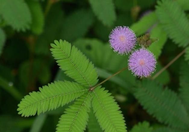  【美丽的花】在家里养的含羞草会开花吗？注意养护的事项，你就可以做到