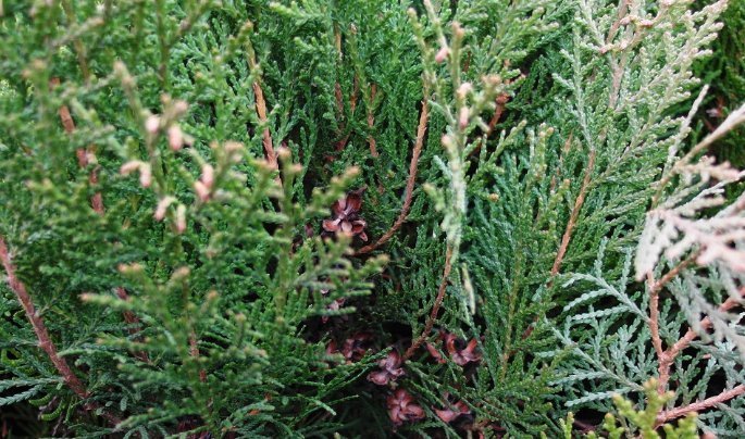 乌发■头上有白发不要去染,交给你们一个小妙招,坚持下去白发慢慢变黑