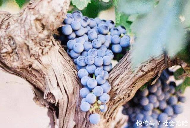 世界上最古老的葡萄树,已达''176岁''高龄,每年仍然可产7吨葡萄