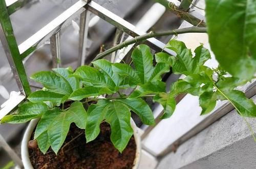  [吃不完]3种“水果籽”别扔，埋花盆，10天就发芽，久了，结果全家吃不完
