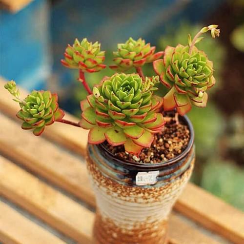  #伸手党#朋友圈里多“微商”，再也不晒“多肉”