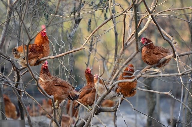  [养殖户]都说土鸡养殖能挣钱，新手养1000只土鸡真的挣钱了吗？