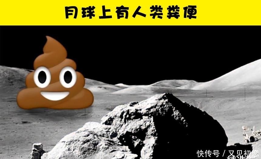 『鹦嘴鱼』关于便便,你所不知道的7个冷知识