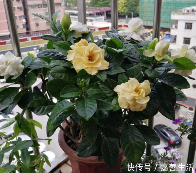 『施肥』刚买的栀子花,一定不要换盆施肥,不然扛不过一周!