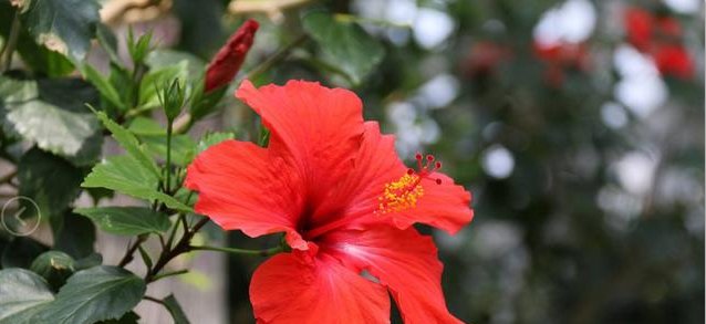  『阳光』这几种花卉适宜夏季种，爆盆快！快速让您阳台浪漫满屋、花香四溢