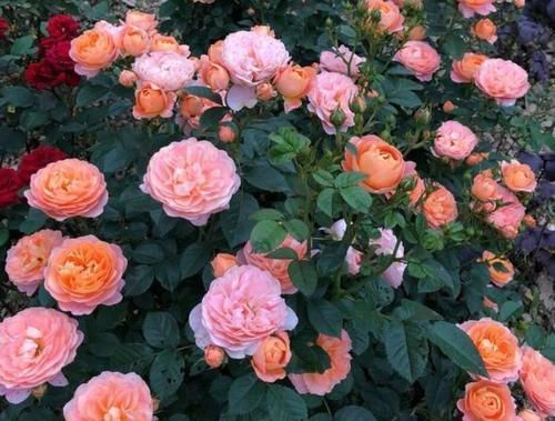  「粉嫩」4种花是爆盆能手，花开繁盛花香怡人，花朵粉嫩丰腴