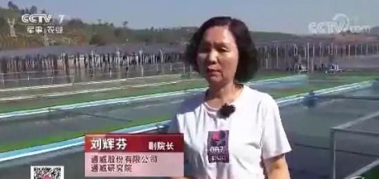  「鱼塘」一天打鱼5万斤！这片光伏鱼塘，养殖量是普通鱼塘的十倍