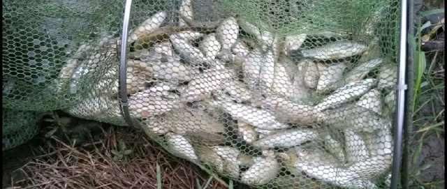 漂和:野钓究竟如何调漂和配饵?