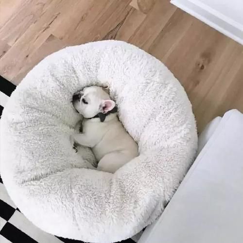  [猪猪]这猪猪狗的精致生活，我也想要体验一次，我有点羡慕