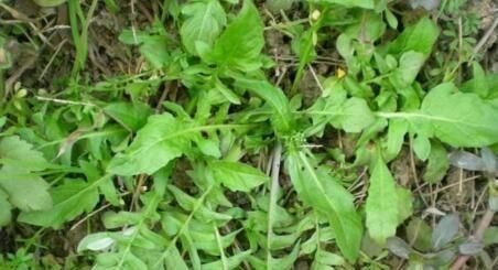  养花久@1种野菜，正当季，含钙量是“鸡蛋”4倍，看到摘叶，别挖根