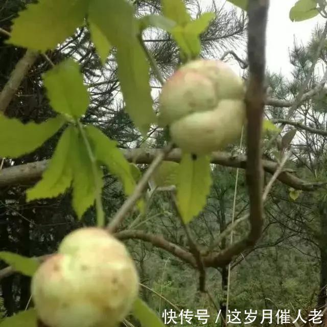  【小朋友】在乡下有一种植物叫做栎树，他结出的果子，被小朋友