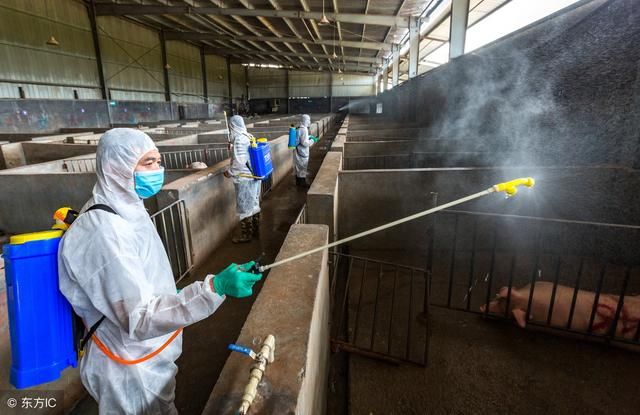 今日猪价再涨，最高已达8元，专家：供应占主导，猪价将继续上涨