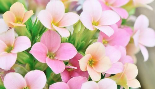  【很漂亮】3种花很漂亮，开花就爆盆，养出大花球，倾国倾城很漂亮