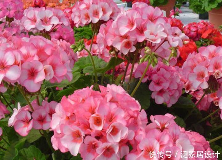 「花朵」3种花,就是开花小机器,花朵比碗大,阳台养一盆秒变下花园!