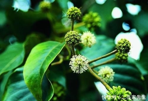  #列为#喜树被列为第一批国家重点保护野生植物，头状花序近球形