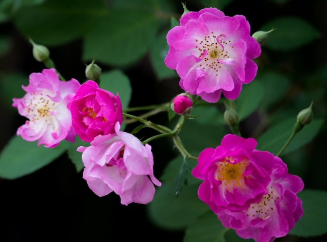  『扦插』这些花朵太美了，养在庭院，随便一扦插就能活，花色美，好打理