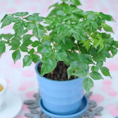  「寓意」爱上花花，不如在家养盆寓意好的，花开吉祥艳丽，值得拥有的花卉