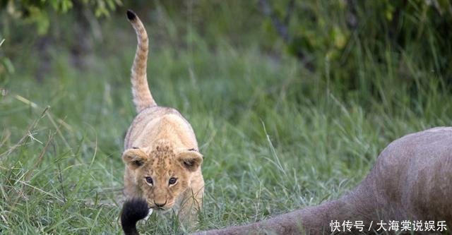  猫科动物：为什么有些猫科动物耳背有白毛这对它们的生活来说相当重要