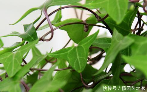  『栽培』这三种绿植十分耐阴，越是没有阳光越能蹭蹭长不停，好看又好养