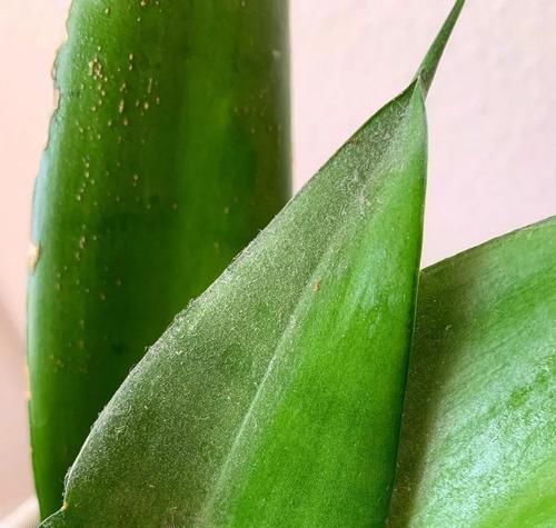  『植物的叶片』两三周给室内植物清洁一次叶片，远离病虫害，让叶子更油亮