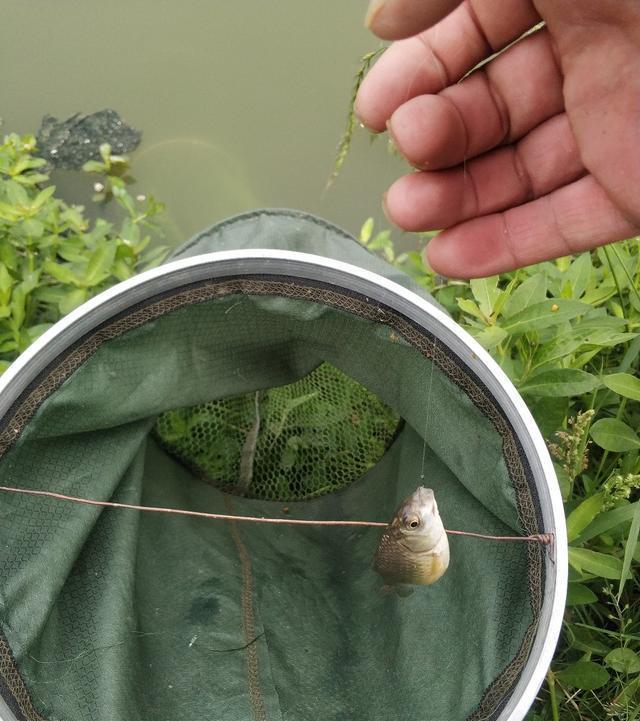  稀巧：正午口稀巧换点，又遇电网肆虐抢鱼忙