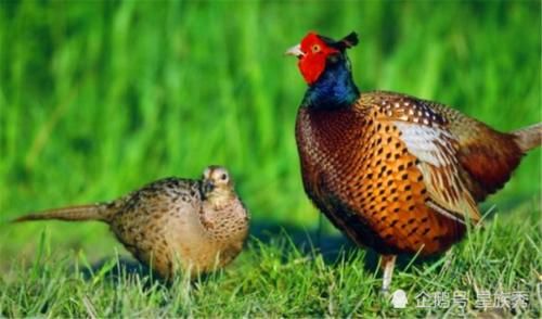  [野鸡]农村田地里的野鸡损害庄稼，农民究竟应该怎么办呢？一起