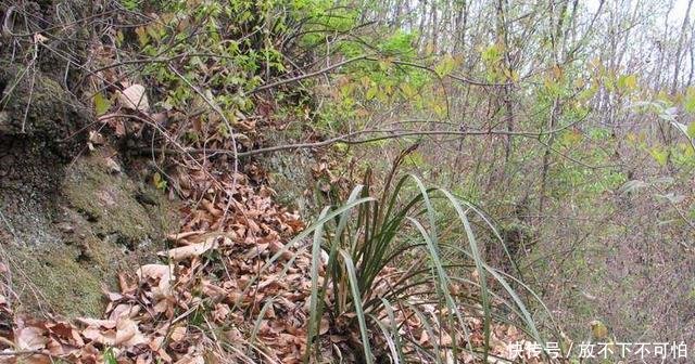 如果下乡遇到这种野草，那你就赚大了，它是国宝一棵好几万