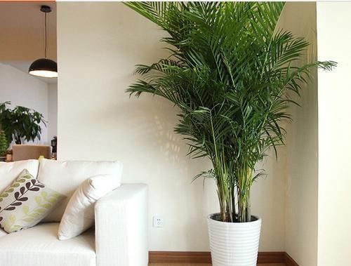  [随便]卧室里养花别“随便”，4种花“最好”不要养，再喜欢也要搬出去