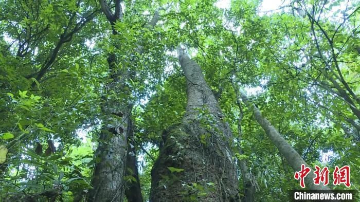  『高黎贡山国家级自然』高黎贡山发现濒危植物滇桐野生种群 数量达31株